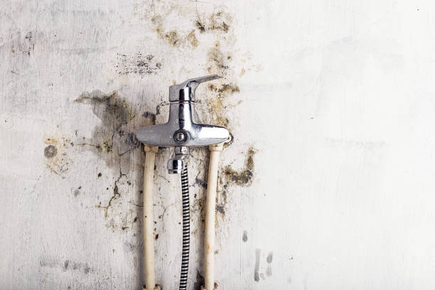 Best HVAC Mold Remediation in Edina, MN