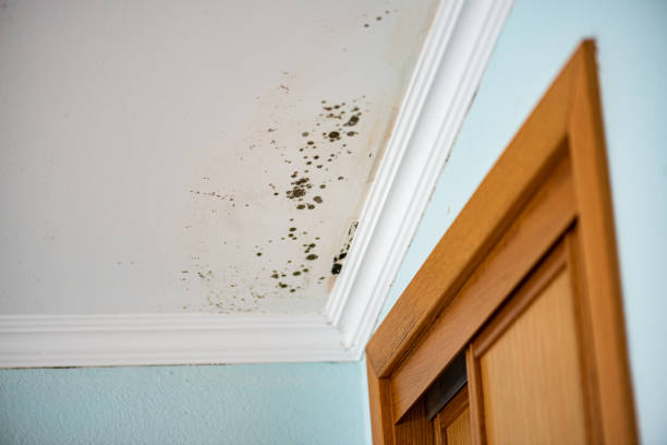 Best DIY Mold Remediation Support Services in Edina, MN