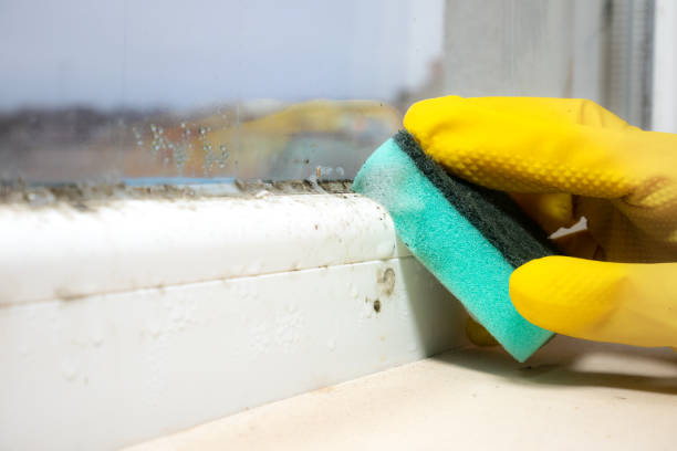 Best Kitchen Mold Remediation in Edina, MN
