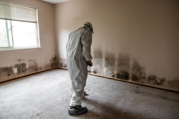 Best Insurance-Related Mold Remediation in Edina, MN