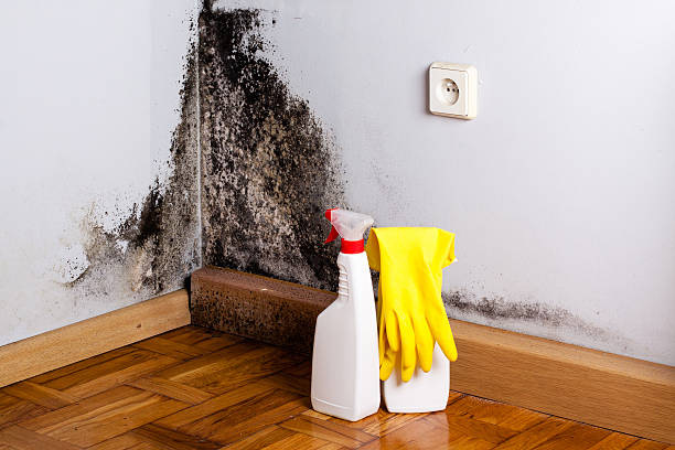 Best Basement Mold Remediation in Edina, MN