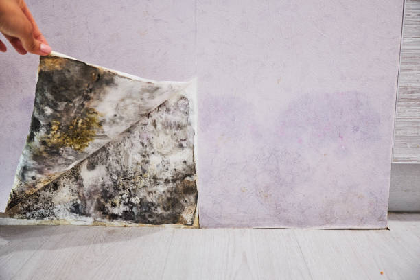 Best Localized Mold Remediation (e.g., coastal areas, humid climates) in Edina, MN